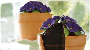 Flower pot cake Mothers cake 2